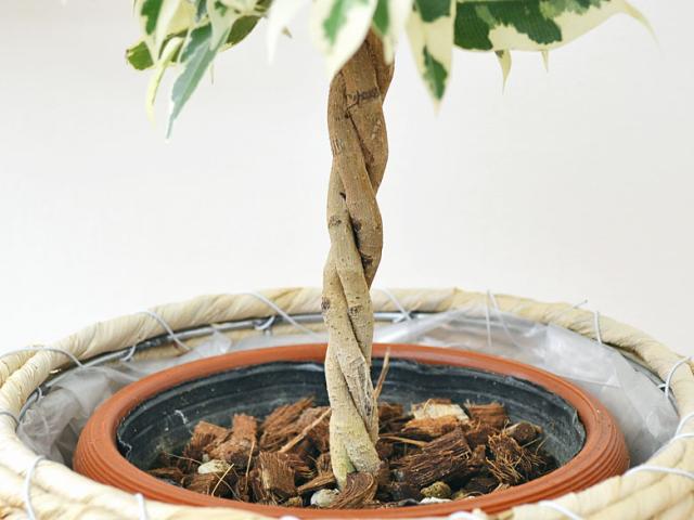 ベンジャミンの幹の拡大