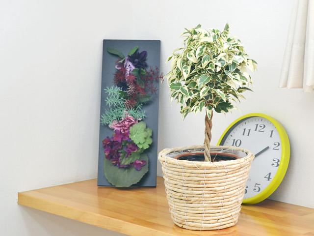 観葉植物 ベンジャミン・スターライト 鉢カバー付き 5号 イメージ