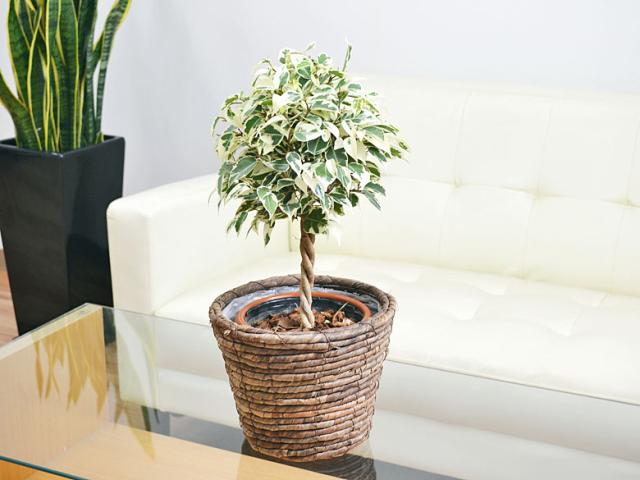 観葉植物 ベンジャミン・スターライト 鉢カバー付き 5号 イメージ2