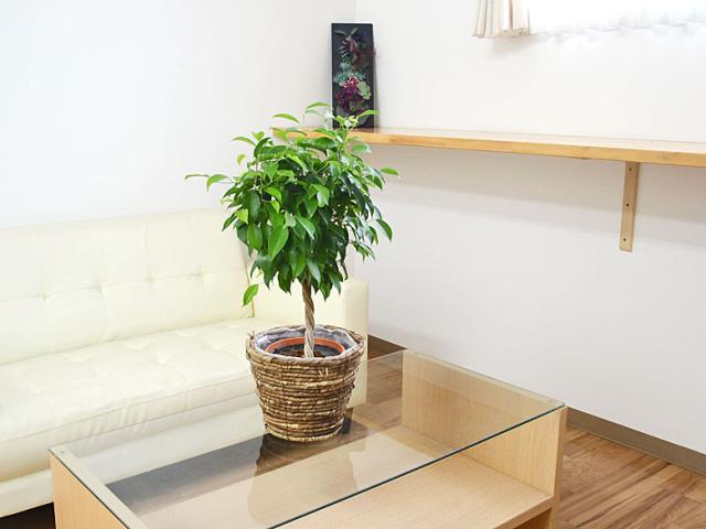 観葉植物 ベンジャミン・リッチ 鉢カバー付き 5号 イメージ