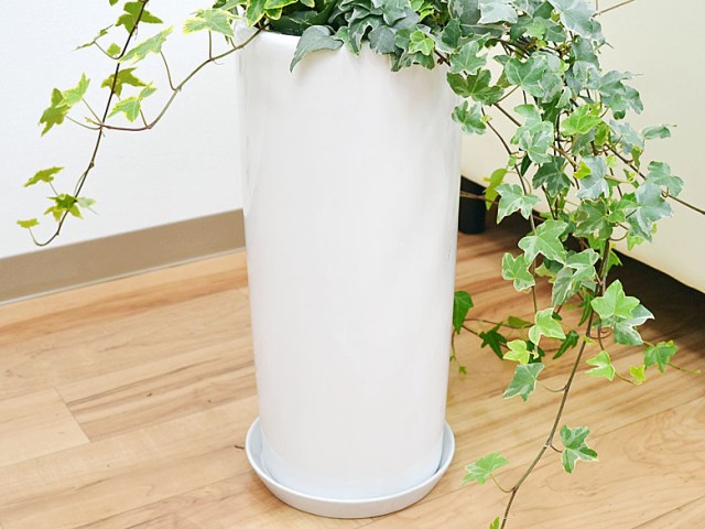 送料無料】観葉植物 アイビー(ヘデラ)3種類寄せ植え 円柱形陶器鉢植え【インテリア/人気/大型/お祝い/開店/新築/おしゃれ】の通販はau PAY  マーケット - フラワーコーポレーション | au PAY マーケット－通販サイト