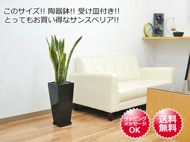 観葉植物 サンスベリア 陶器鉢植え 7号 ブラックイメージ