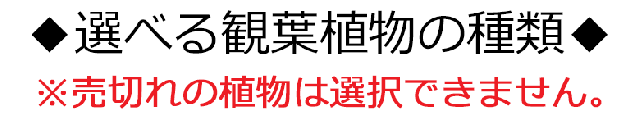 観葉植物 底面給水 3鉢セット 選べる観葉植物の種類