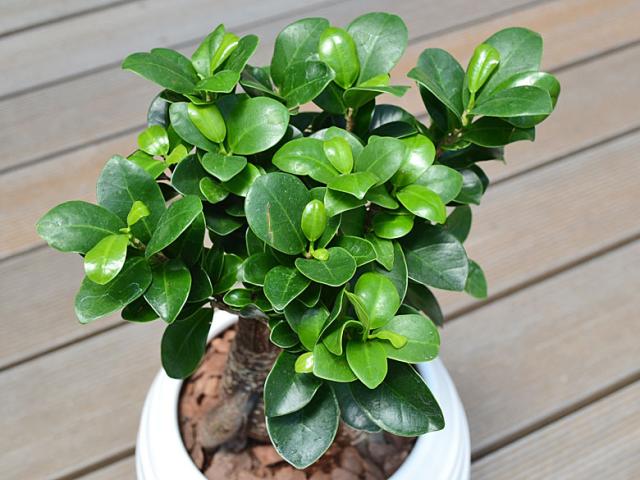 観葉植物 ガジュマル ボール形陶器鉢 葉の拡大