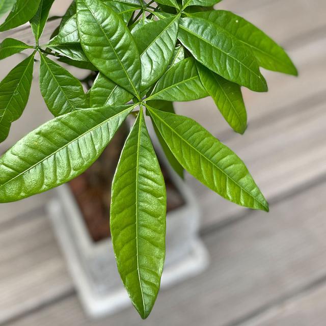 観葉植物パキラ セメント鉢 葉の拡大