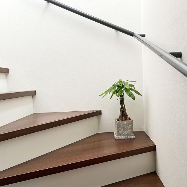 観葉植物パキラ セメント鉢 イメージ