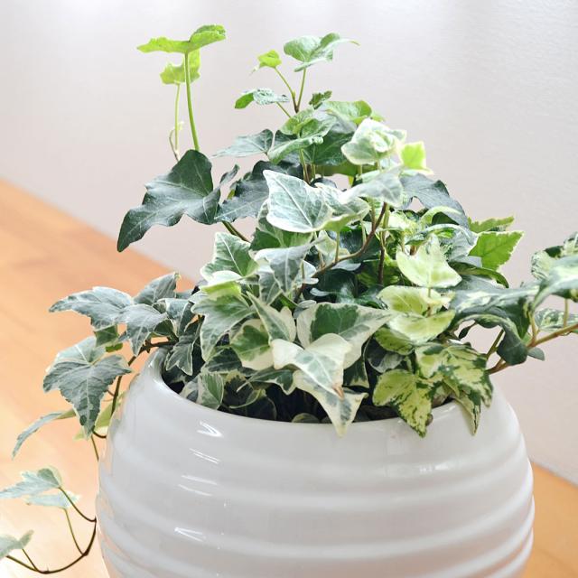 観葉植物 アイビー 3種寄せ植え ボール形陶器鉢植え 葉の拡大