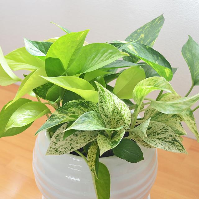 観葉植物 ポトス 3種寄せ植え ボール形陶器鉢植え 葉の拡大