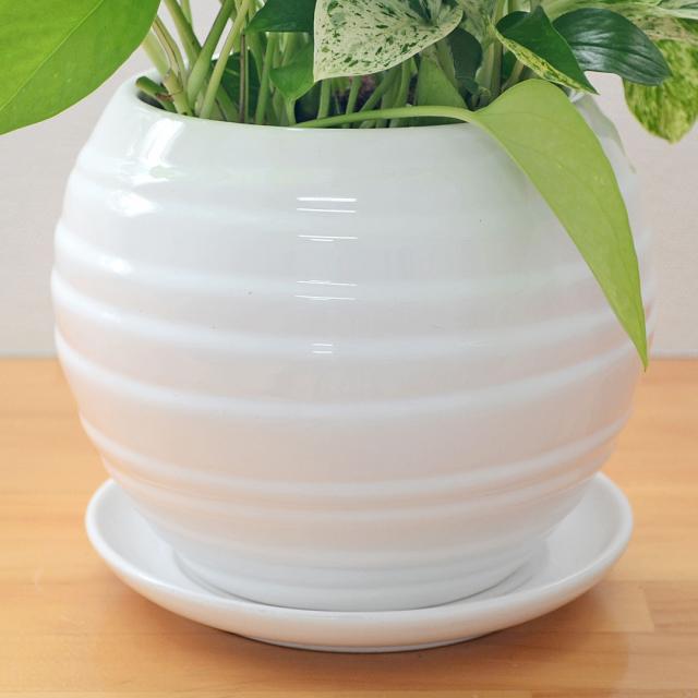 観葉植物 ポトス 3種寄せ植え ボール形陶器鉢植え 陶器鉢の拡大