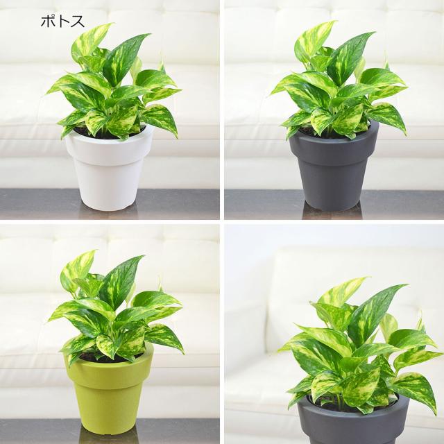 ポトス