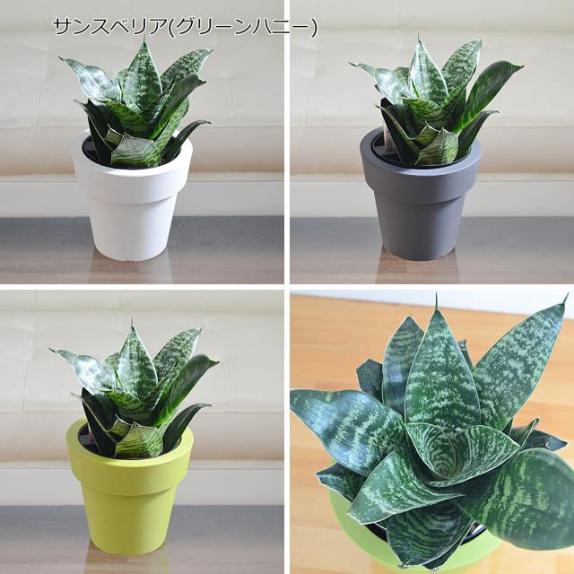 サンスベリア・グリーンハニー