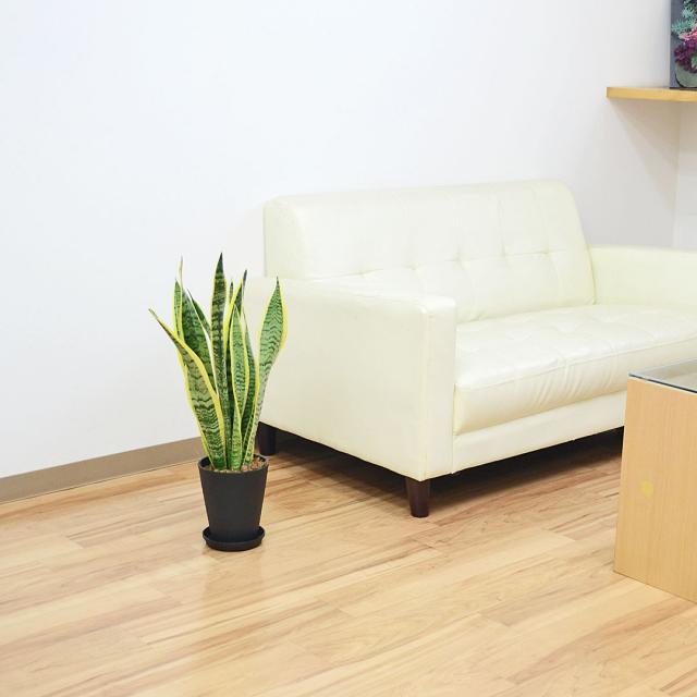 観葉植物 サンスベリア 5号 セラート鉢植え ブラックイメージ