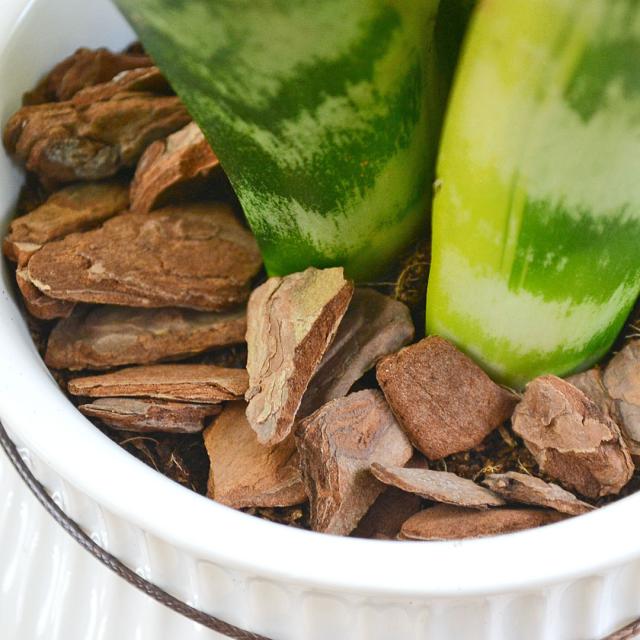 観葉植物 たて線陶器鉢 土の表面の拡大