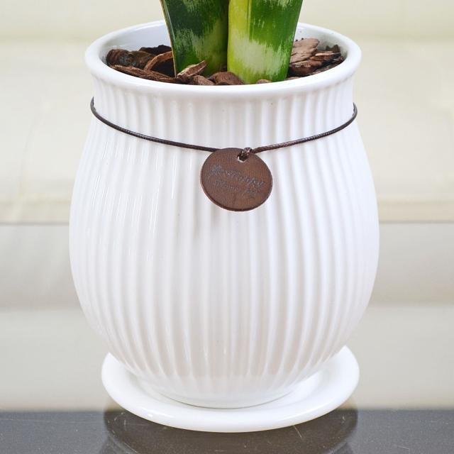 観葉植物 たて線陶器鉢 陶器鉢の拡大