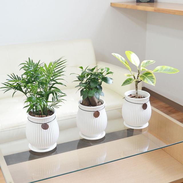 観葉植物 たて線陶器鉢 イメージ