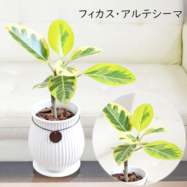 観葉植物 たて線陶器鉢 アルテシーマ