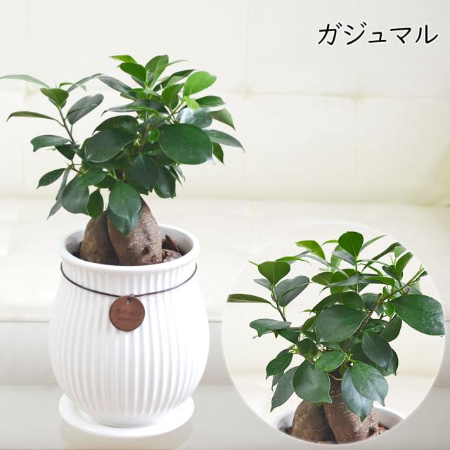 観葉植物 たて線陶器鉢 ガジュマル