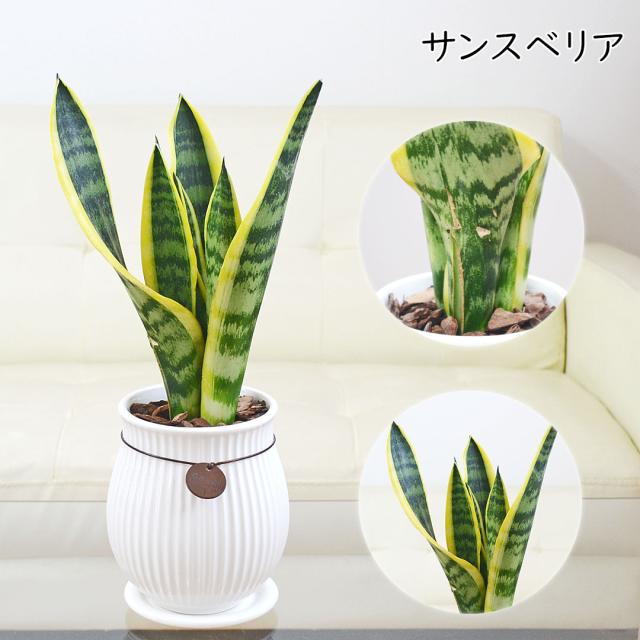 観葉植物 たて線陶器鉢 サンスベリア