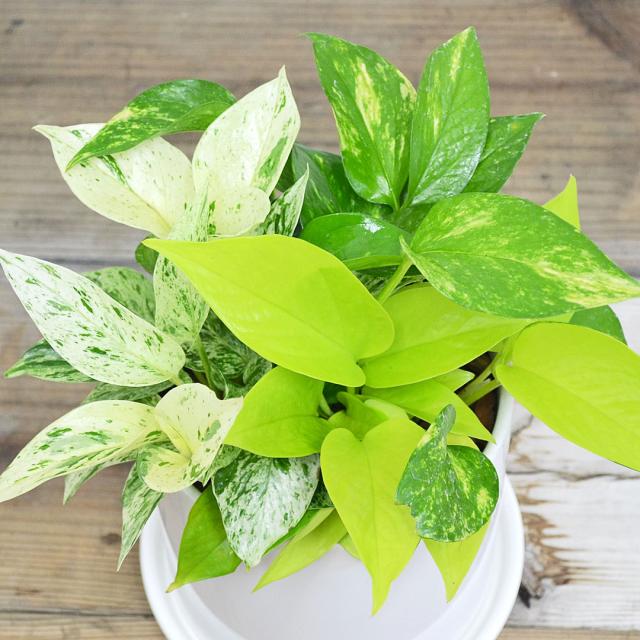 観葉植物 ポトス 3種寄せ植え 陶器鉢 葉の拡大