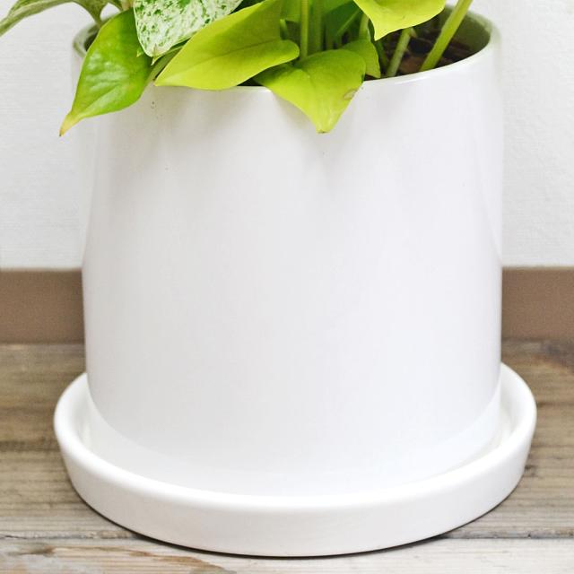 観葉植物 ポトス 3種寄せ植え 陶器鉢 陶器鉢の拡大