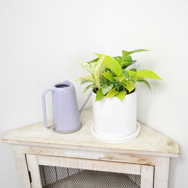 観葉植物 ポトス 3種寄せ植え 陶器鉢 イメージ2