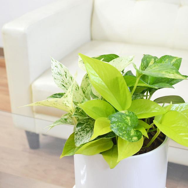 観葉植物 ポトス 3種寄せ植え 陶器鉢 イメージ