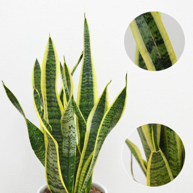 観葉植物 サンスベリア 円柱形陶器鉢 葉の拡大