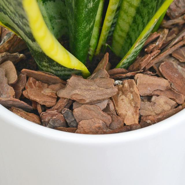 観葉植物 サンスベリア 円柱形陶器鉢 土の表面の拡大