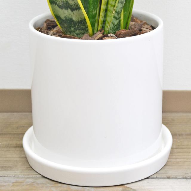 観葉植物 サンスベリア 円柱形陶器鉢 陶器鉢の拡大