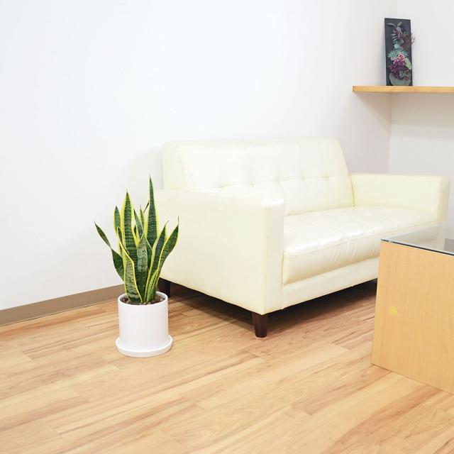 観葉植物 サンスベリア 円柱形陶器鉢 イメージ