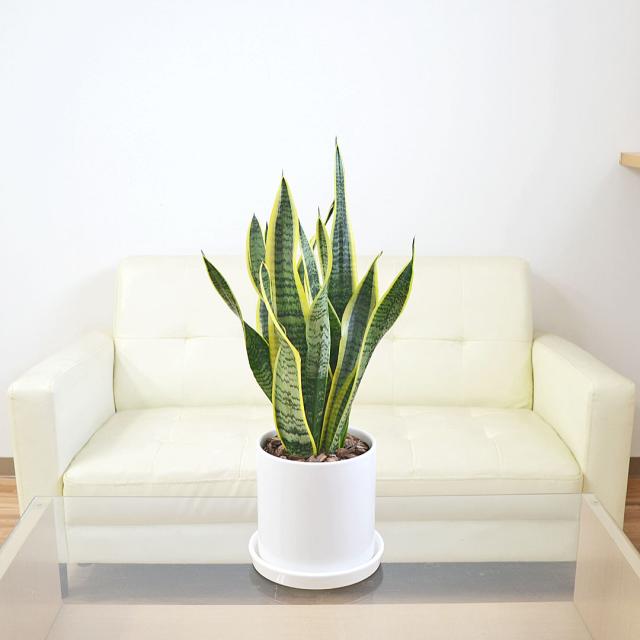 観葉植物 サンスベリア 円柱形陶器鉢 イメージ2