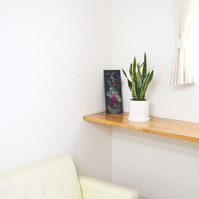 観葉植物 サンスベリア 円柱形陶器鉢 イメージ3