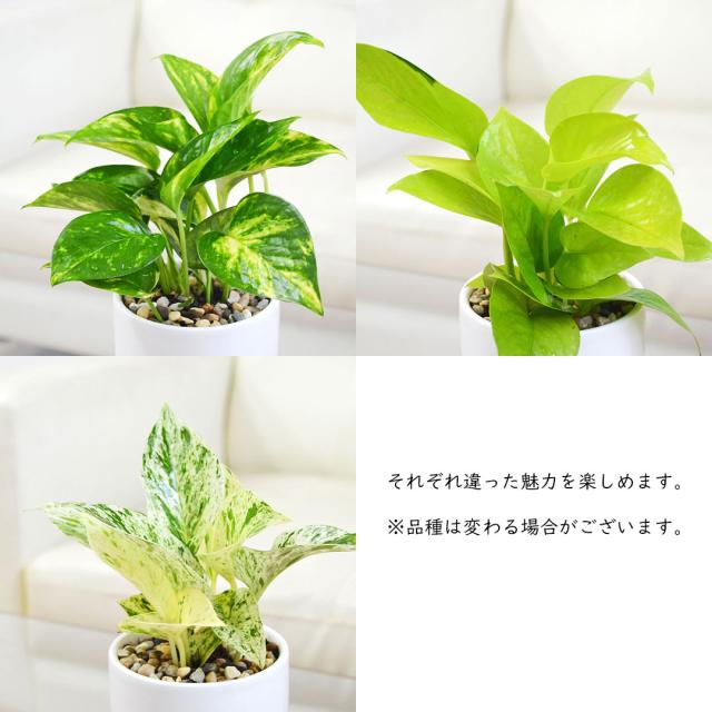 観葉植物 ポトス 3種類 3鉢セット 葉の拡大