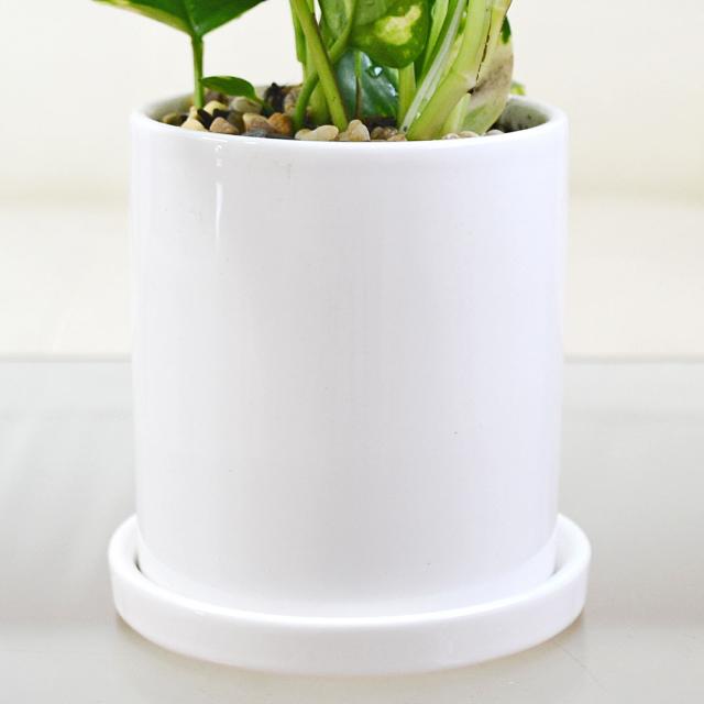 観葉植物 ポトス 3種類 3鉢セット 陶器鉢の拡大