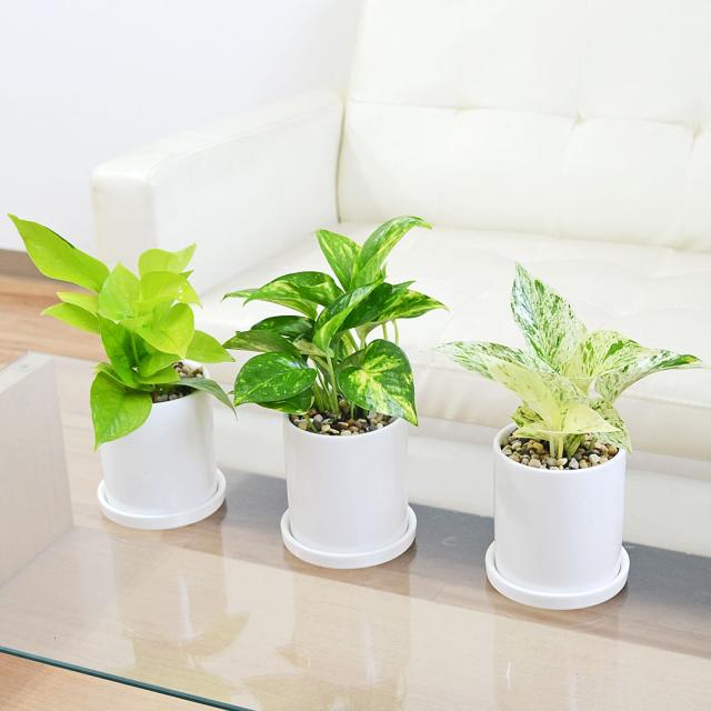 観葉植物 ポトス 3種類 3鉢セット イメージ