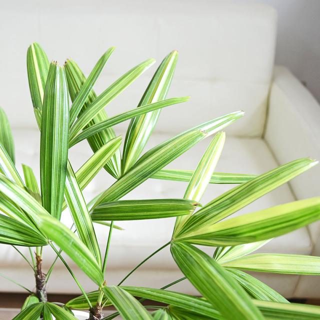 観葉植物 観音竹 瑞晃錦 セラアート鉢 5号 葉の拡大