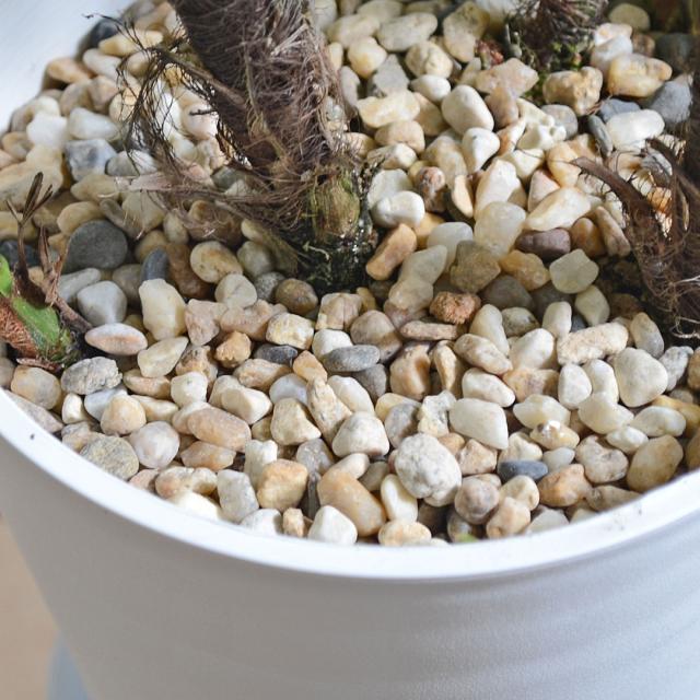 観葉植物 観音竹 瑞晃錦 セラアート鉢 5号 土の表面の拡大