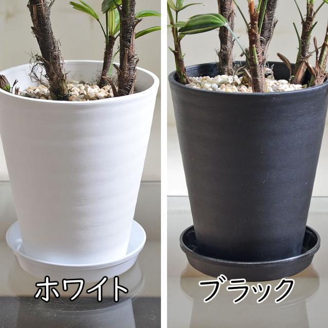 観葉植物 観音竹 瑞晃錦 セラアート鉢 5号 陶器鉢の拡大