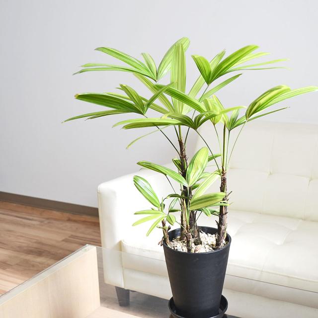 観葉植物 観音竹 瑞晃錦 セラアート鉢 5号 イメージ