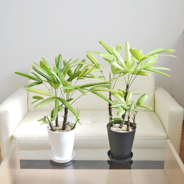 観葉植物 観音竹 瑞晃錦 セラアート鉢 5号 イメージ2