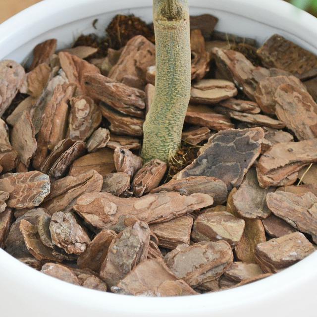 観葉植物 エバーフレッシュ 7号 陶器鉢 土の表面の拡大