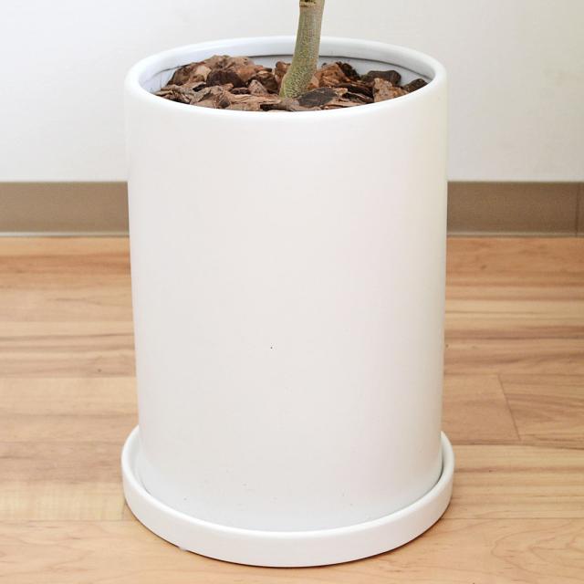 観葉植物 エバーフレッシュ 7号 陶器鉢 陶器鉢の拡大