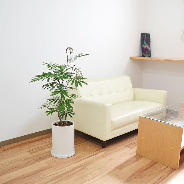 観葉植物 エバーフレッシュ 7号 陶器鉢 イメージ