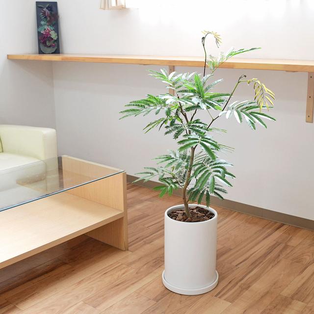 観葉植物 エバーフレッシュ 7号 陶器鉢 イメージ2