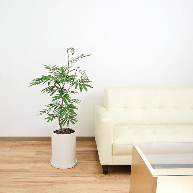 観葉植物 エバーフレッシュ 7号 陶器鉢 イメージ3