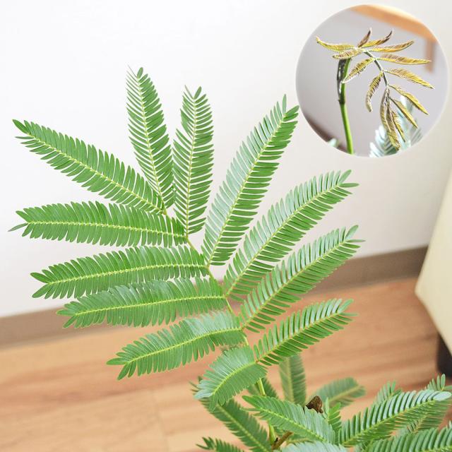 観葉植物 エバーフレッシュ 5号 陶器鉢 葉の拡大