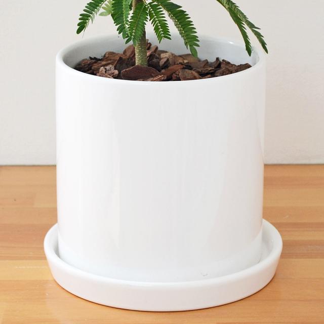 観葉植物 エバーフレッシュ 5号 陶器鉢 陶器鉢の拡大