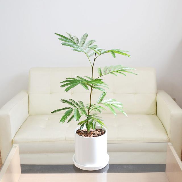 観葉植物 エバーフレッシュ 5号 陶器鉢 イメージ