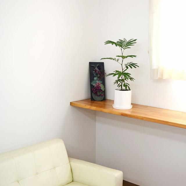 観葉植物 エバーフレッシュ 5号 陶器鉢 イメージ2