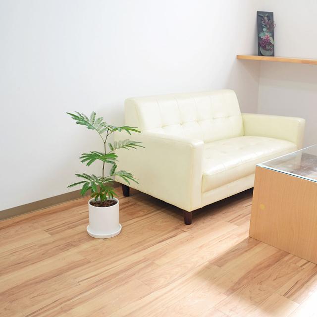 観葉植物 エバーフレッシュ 5号 陶器鉢 イメージ3